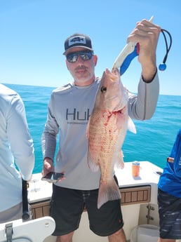 Mangrove Snapper fishing in Clearwater, Florida