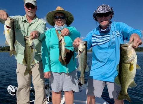 Largemouth Bass Fishing in Clearwater, Florida