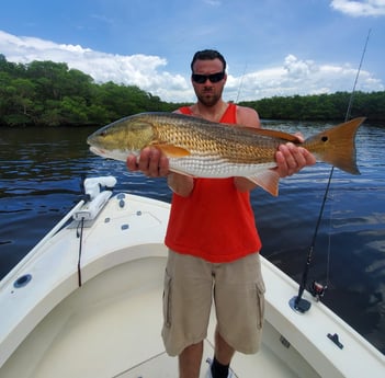 Redfish Fishing in Tampa, Florida