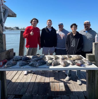 Sheepshead fishing in Galveston, Texas