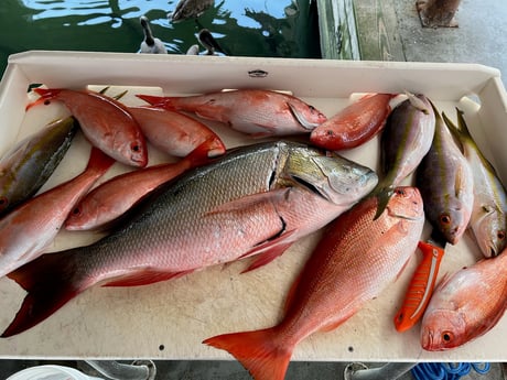 Mutton Snapper, Vermillion Snapper, Yellowtail Snapper Fishing in Islamorada, Florida