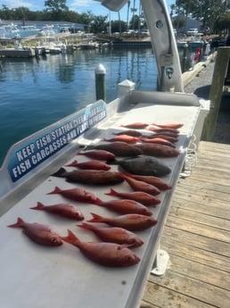 Red Snapper Fishing in Destin, Florida