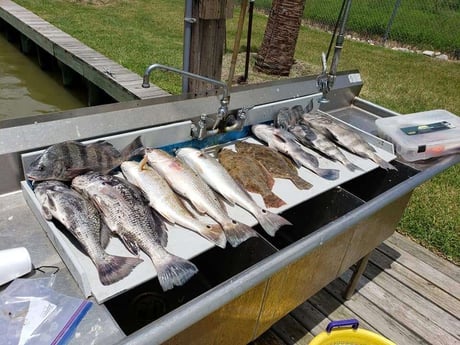 Black Drum, Flounder, Redfish fishing in Galveston, Texas