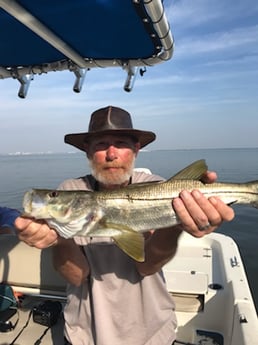 Snook Fishing in St. Petersburg, Florida