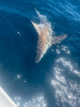 Blacktip Shark Fishing in Destin, Florida