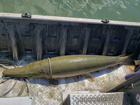 Alligator Gar fishing in Coldspring, Texas