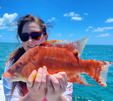 Mutton Snapper fishing in Tavernier, Florida