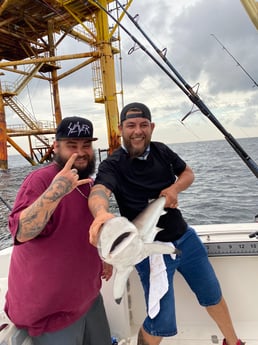 Blacktip Shark fishing in Galveston, Texas