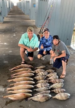 Black Drum, Redfish, Sheepshead fishing in Galveston, Texas