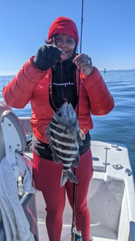 Sheepshead Fishing in St. Petersburg, Florida