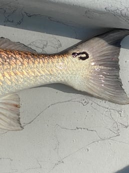 Redfish fishing in Port O&#039;Connor, Texas