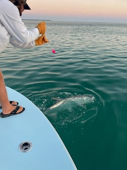 Tarpon Fishing in Key West, Florida