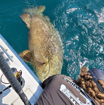 Goliath Grouper fishing in Clearwater, Florida