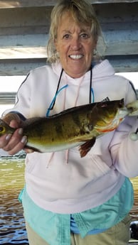 Peacock Bass Fishing in Fort Lauderdale, Florida