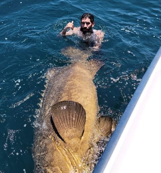 Goliath Grouper fishing in Clearwater, Florida