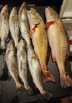 Redfish, Speckled Trout / Spotted Seatrout Fishing in Galveston, Texas