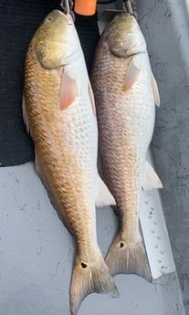 Redfish fishing in Port O&#039;Connor, Texas