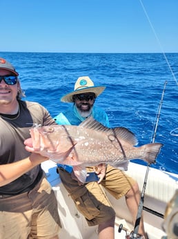 Red Grouper Fishing in Clearwater, Florida