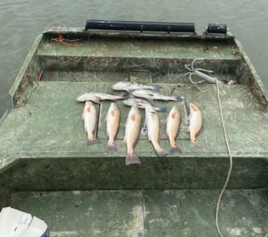 Black Drum, Redfish fishing in Port O&#039;Connor, Texas