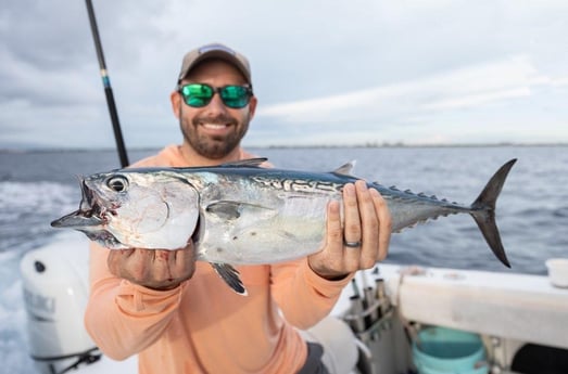 False Albacore Fishing in Boynton Beach, Florida