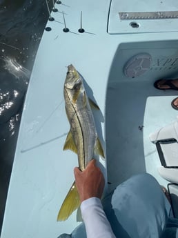 Snook fishing in Key West, Florida