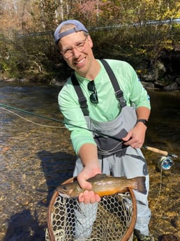 Brown Trout fishing in Leicester, North Carolina