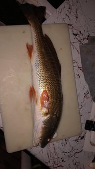 Redfish fishing in South Padre Island, Texas