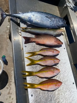 Little Tunny / False Albacore, Mangrove Snapper, Yellowtail Snapper fishing in Jupiter, Florida