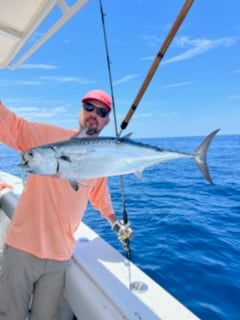 Little Tunny / False Albacore fishing in Fort Lauderdale, Florida