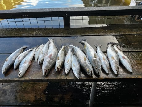 Speckled Trout / Spotted Seatrout fishing in Galveston, Texas