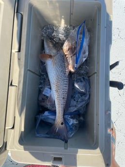 Redfish Fishing in Rockport, Texas