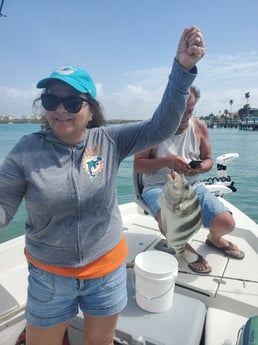 Sheepshead fishing in St. Petersburg, Florida