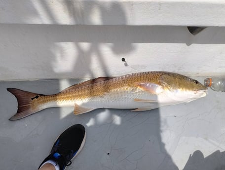 Redfish Fishing in Freeport, Florida