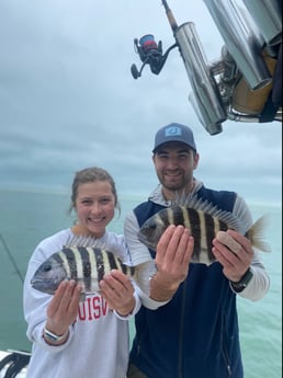 Sheepshead Fishing in Sarasota, Florida