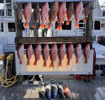 False Albacore, Red Grouper, Red Snapper Fishing in Destin, Florida