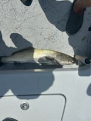 Fishing in South Padre Island, Texas