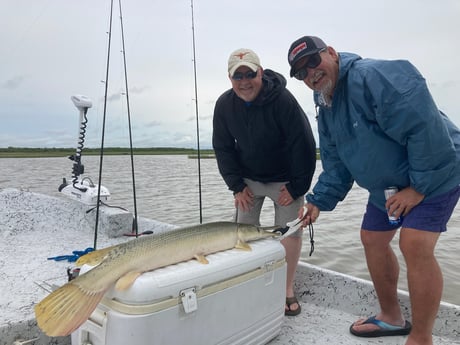 Longnose Gar Fishing in Rockport, Texas