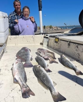 Sheepshead, Speckled Trout / Spotted Seatrout Fishing in Galveston, Texas