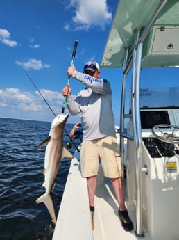 Blacktip Shark Fishing in Pensacola, Florida