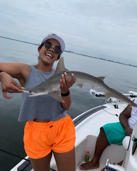 Bonnethead Shark fishing in Clearwater, Florida