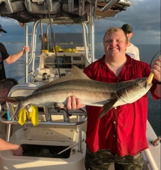 Cobia Fishing in Sarasota, Florida