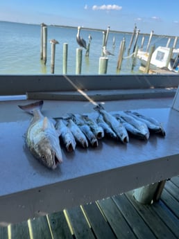 Fishing in Galveston, Texas