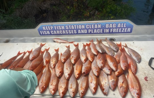 Scup, Vermillion Snapper Fishing in Destin, Florida