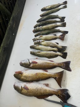 Fishing in Corpus Christi, Texas