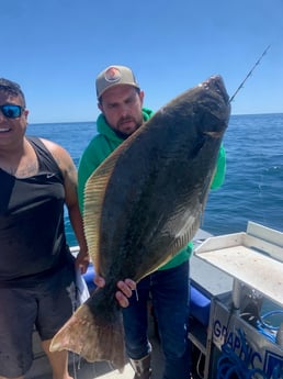 Halibut Fishing in Oxnard, California