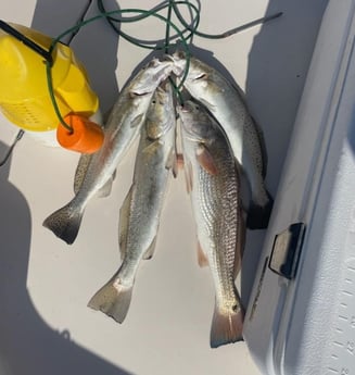 Redfish, Speckled Trout / Spotted Seatrout Fishing in Corpus Christi, Texas