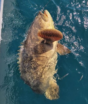 Goliath Grouper fishing in Clearwater, Florida