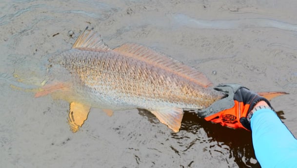 Redfish Fishing in Jacksonville, Florida