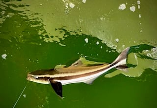 Fishing in Tampa, Florida