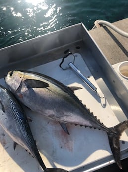 Wahoo fishing in West Palm Beach, Florida